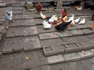 Vând găini Chabo  - imagine 2