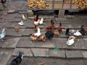 Vând găini Chabo  - imagine 4