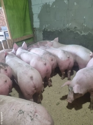 vind porci  - imagine 2