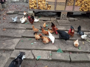 Vând găini Chabo  - imagine 5