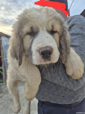 Ciobănești de Bucovina