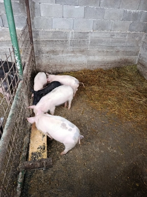 Purcei rasă carne!  - imagine 2