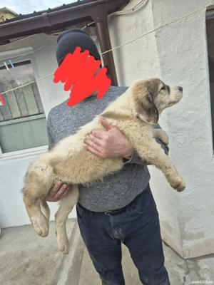 Ciobănești de Bucovina