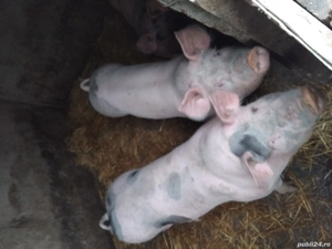 Vand porci Pietrain pentru Craciun - imagine 3