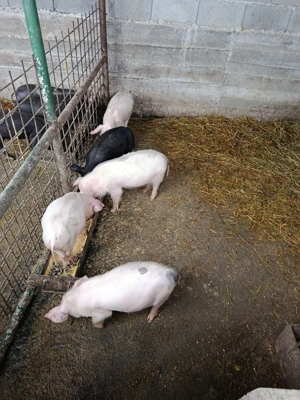 Purcei rasă carne!  - imagine 3