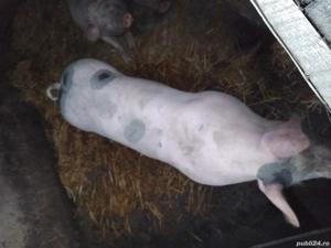 Vand porci Pietrain pentru Craciun