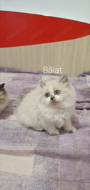 Pufosenii Drăgălașe Ragadoll 