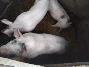 Vand porci Pietrain pentru Craciun - imagine 2