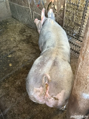 Scrofita pietrain belgian 