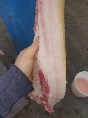 Vând purcei mangalita cu mistreț!!! - imagine 3