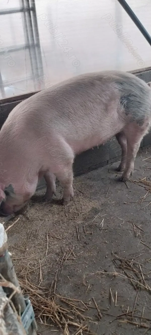 De vânzare porci mari și mici.