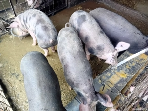 Șoldani de carne - imagine 6