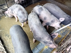 Șoldani de carne - imagine 3