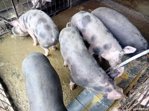 Șoldani de carne - imagine 4