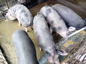 Șoldani de carne - imagine 5