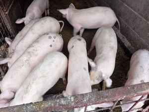 Șoldănei foarte frumoș 45kg 50kg - imagine 3