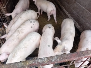 Șoldănei foarte frumoș 45kg 50kg - imagine 5