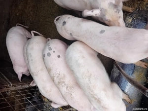 Șoldănei foarte frumoș 45kg 50kg