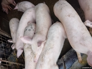 Șoldănei foarte frumoș 45kg 50kg - imagine 2