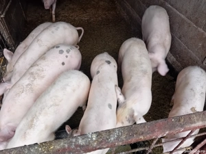 Șoldănei foarte frumoș 45kg 50kg - imagine 4