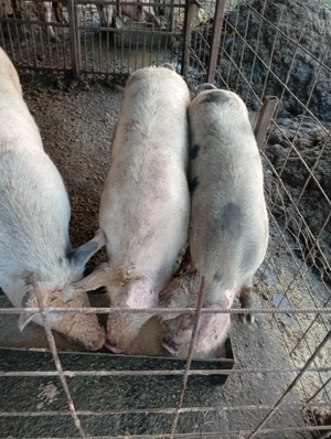 De vânzare porci  crescuți natural în gospodăria proprie.
