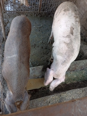 De vânzare porci  crescuți natural în gospodăria proprie. - imagine 5