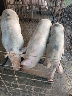 De vânzare porci  crescuți natural în gospodăria proprie. - imagine 4