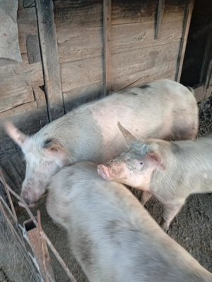 De vânzare porci  crescuți natural în gospodăria proprie. - imagine 3