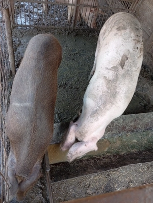 De vânzare porci  crescuți natural în gospodăria proprie. - imagine 6