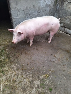 porc de vânzare 