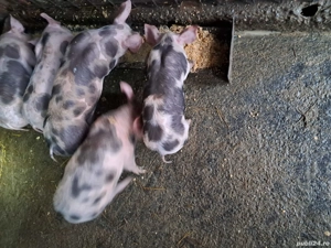 purcei de 8 saptamani 