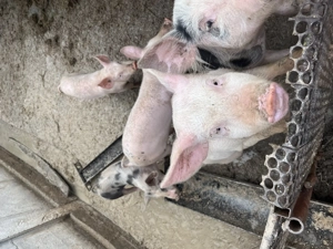 Vând grasuni 5 bucăți , 