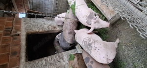 Vând porci !! De carne  - imagine 3