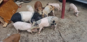 Purcei de vanzare - imagine 2