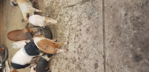 Purcei de vanzare - imagine 3