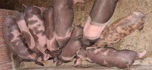 Vând purcei de carne .Petrean  - imagine 4