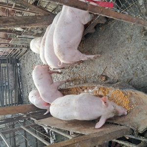 Purcei 3 luni de vanzare