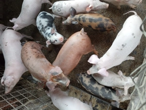 Porci de vanzare  - imagine 3