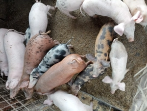 Porci de vanzare  - imagine 4