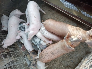 Porci de vanzare  - imagine 5