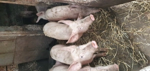 Purcei de vânzare  - imagine 4