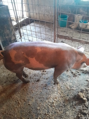 Scrofita pietrean - imagine 5