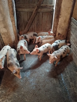 Purcei cu 500 lei negociabil - imagine 3