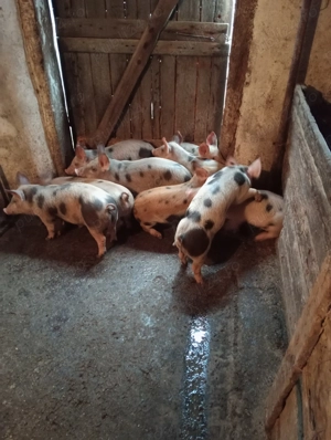 Purcei cu 500 lei negociabil - imagine 5