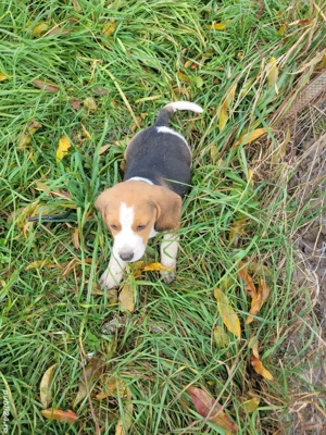 Beagle tricolor. 