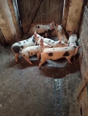 Purcei cu 500 lei negociabil - imagine 4