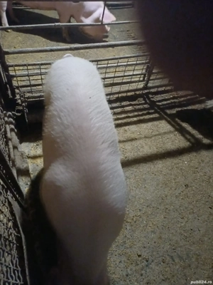 Disponibilă pt.sacrificat sau pt reproducție 