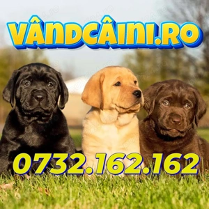 Hrana GRATUITA-Firma Autorizata-Labrador de vanzare cu microcip,factura,carnet-livrare la Bucuresti