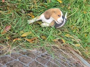 Beagle tricolor.  - imagine 3