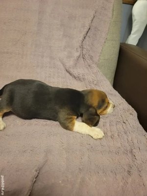 Beagle tricolor.  - imagine 4